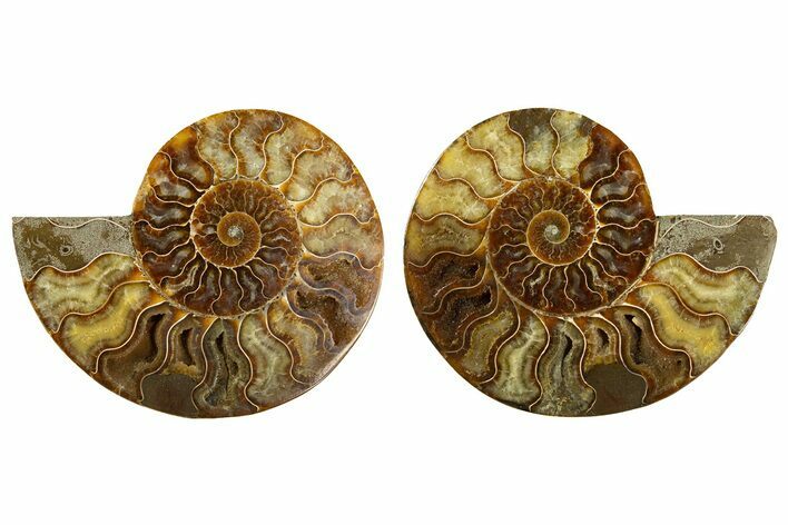 Cut & Polished, Agatized Ammonite Fossil - Madagascar #308681